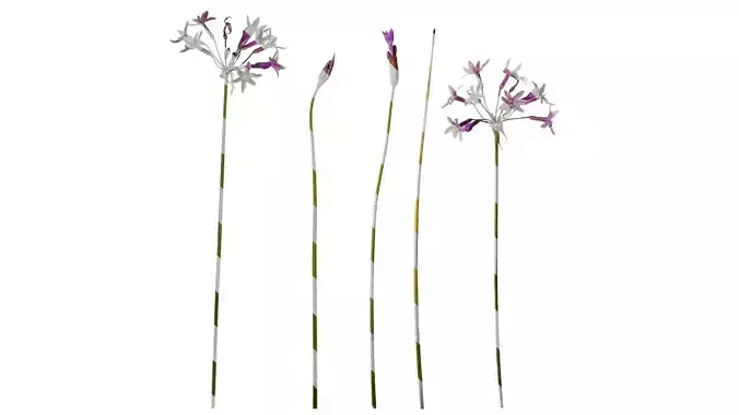 Anydrafts Tulbaghia violacea Flower 07