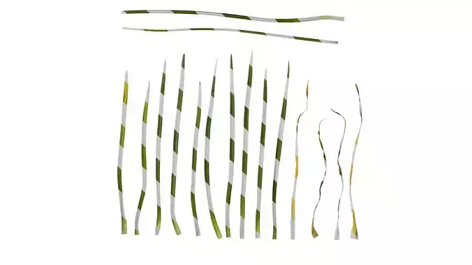 Anydrafts Tulbaghia violacea Leaf 02