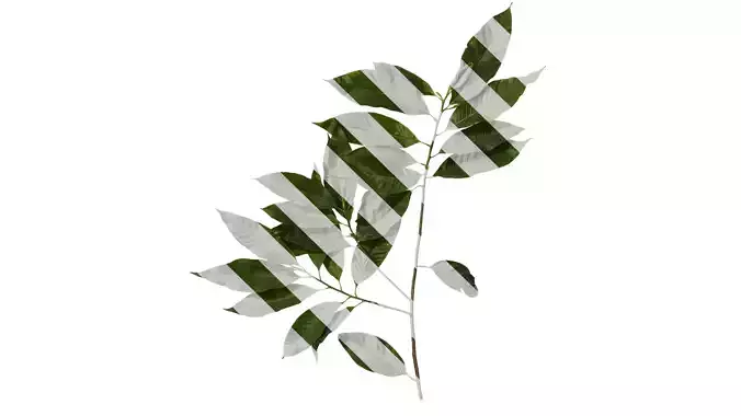 Anydrafts Michelia alba Atlas 04