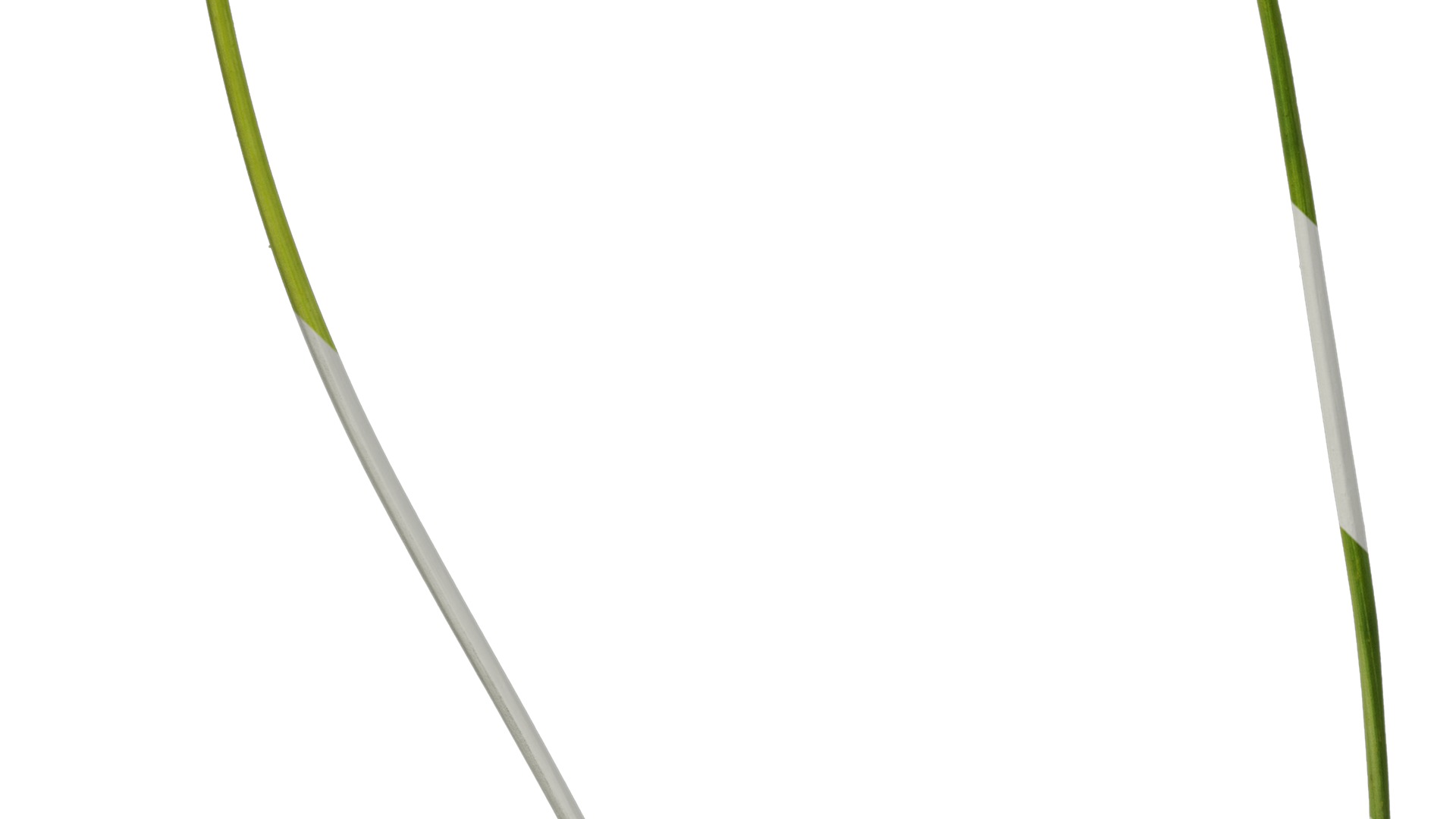 Anydrafts Tulbaghia violacea variegata Atlas 01 Texture_5