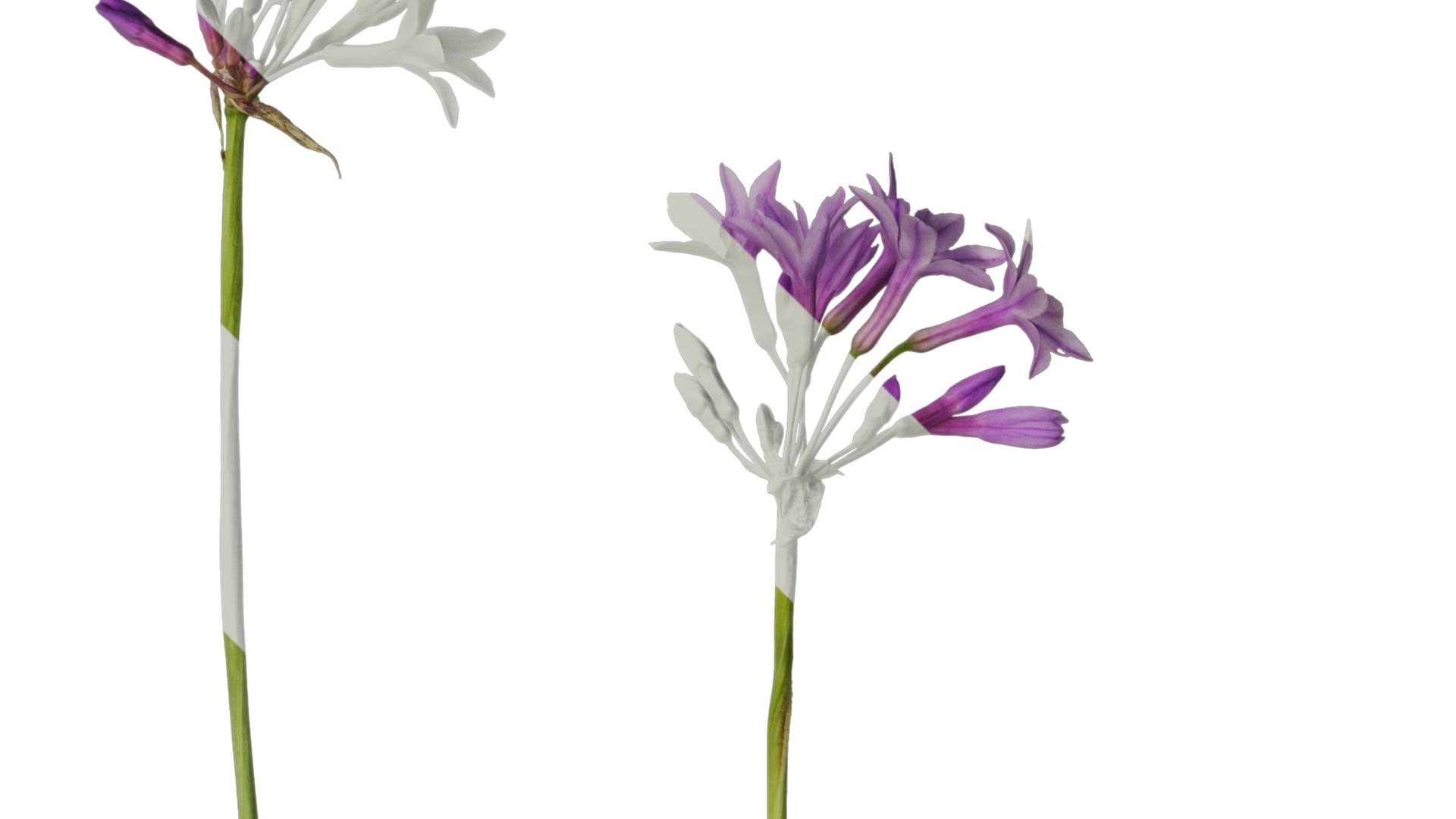 Anydrafts Tulbaghia violacea variegata Atlas 01 Texture_2