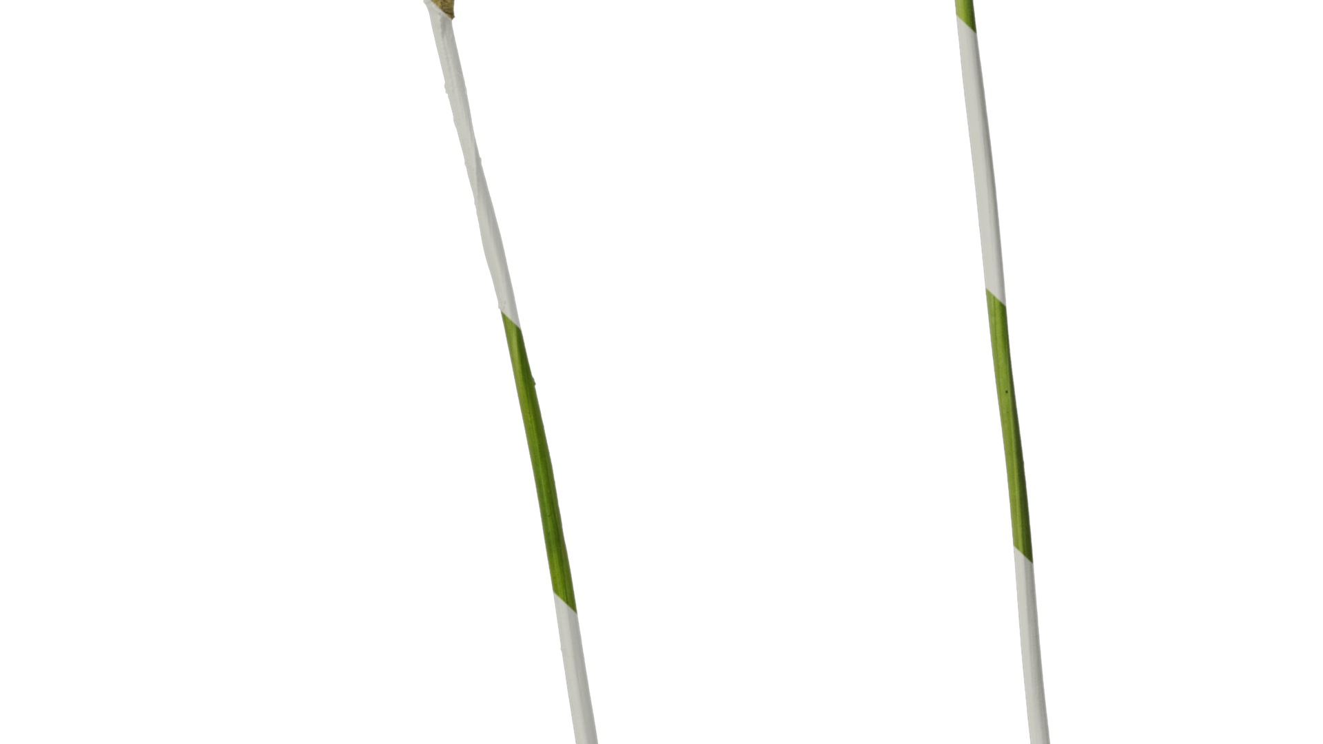 Anydrafts Tulbaghia violacea variegata Atlas 01 Texture_7