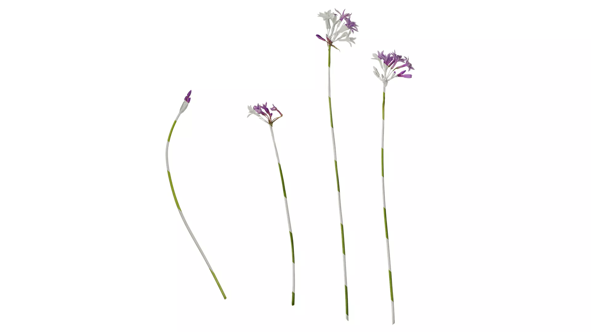 Anydrafts Tulbaghia violacea variegata Atlas 01 Texture_0