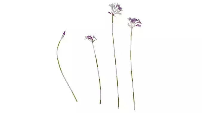 Anydrafts Tulbaghia violacea variegata Atlas 01 Texture