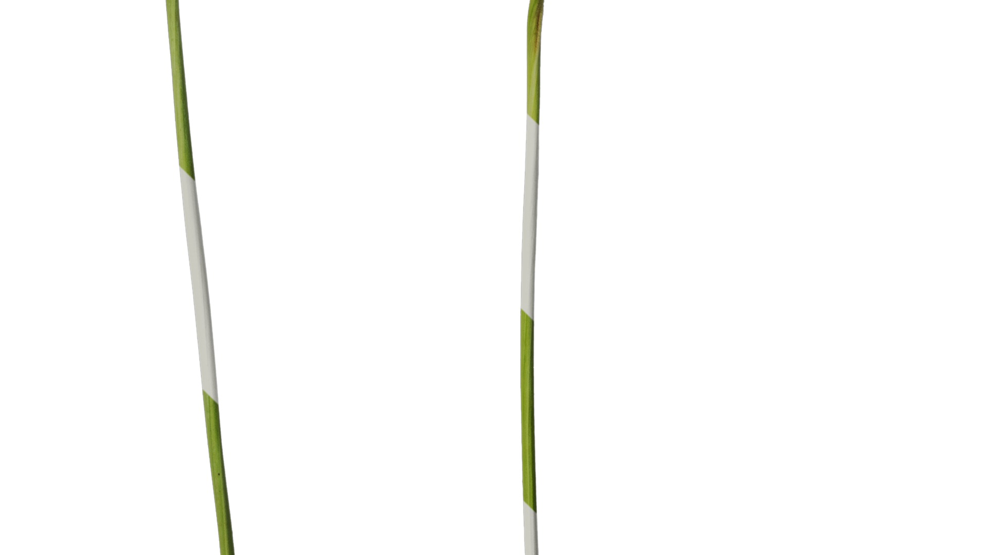 Anydrafts Tulbaghia violacea variegata Atlas 01 Texture_4