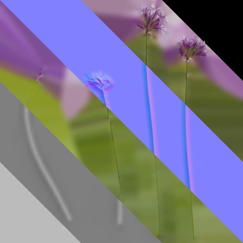 Anydrafts Tulbaghia violacea variegata Atlas 01 Texture_8