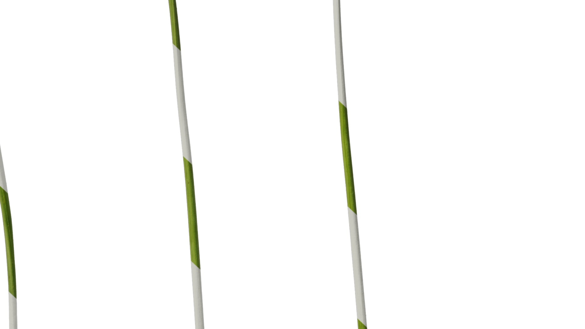 Anydrafts Tulbaghia violacea variegata Atlas 01 Texture_6