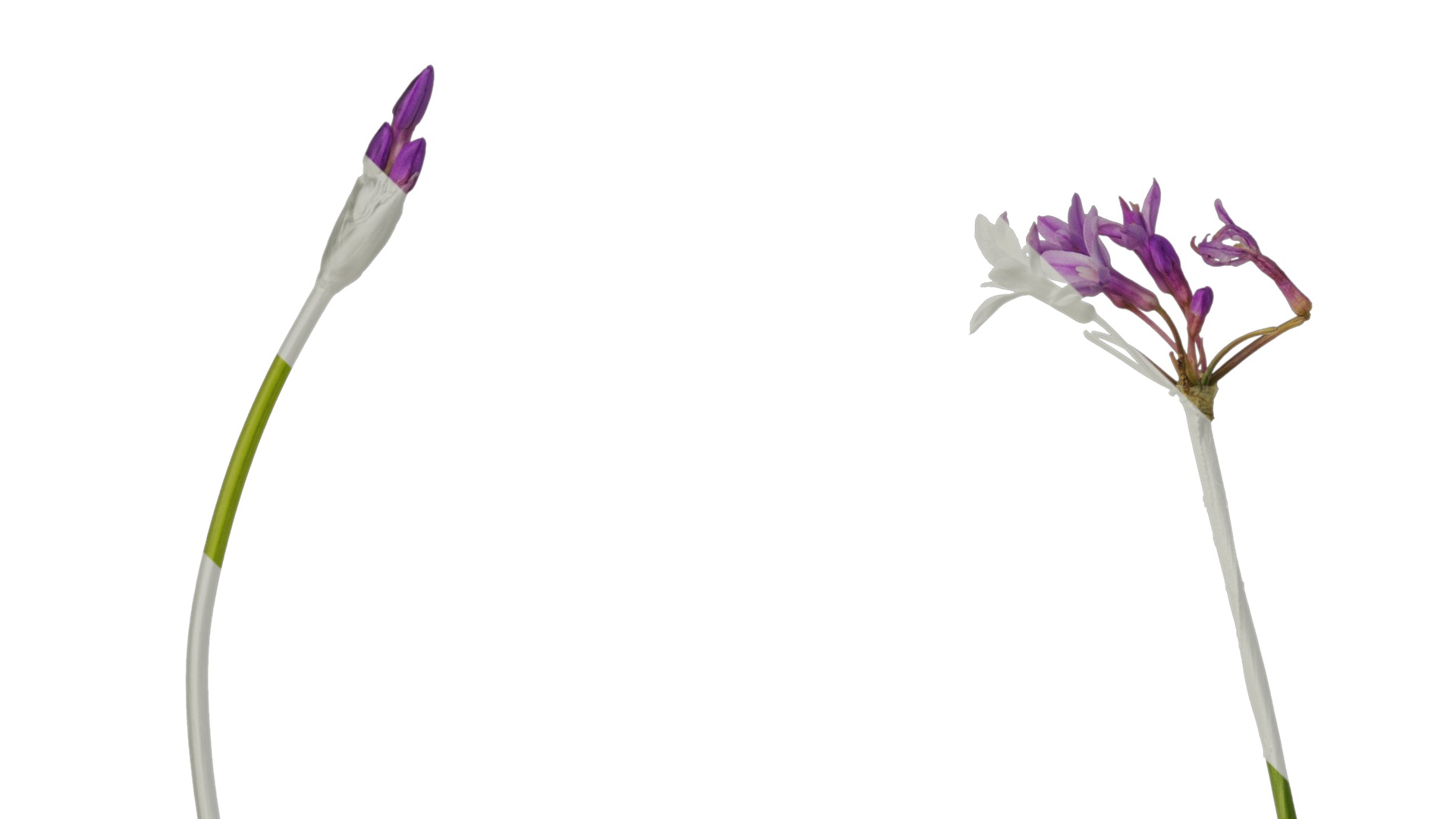 Anydrafts Tulbaghia violacea variegata Atlas 01 Texture_3