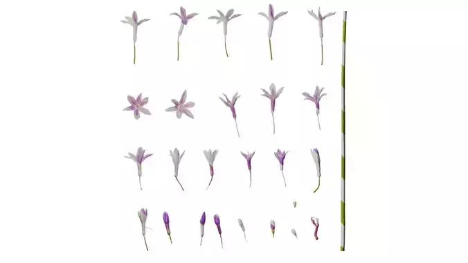 Anydrafts Tulbaghia violacea variegata Flower 01