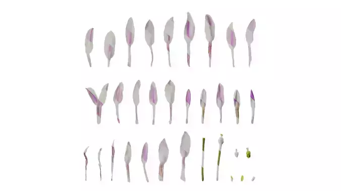 Anydrafts Tulbaghia violacea variegata Flower 02