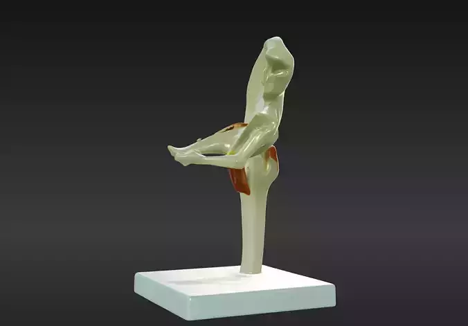 3D Joint Anatomy Model with Stand v2