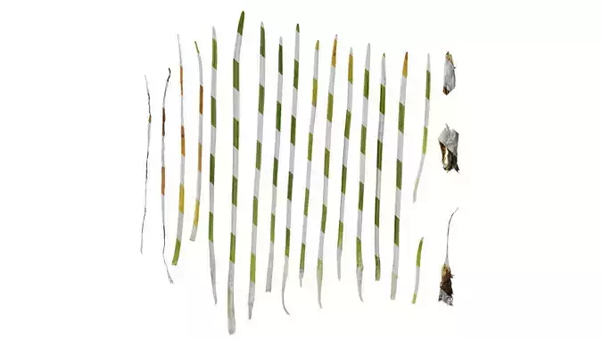 Anydrafts Tulbaghia violacea variegata Leaf 02