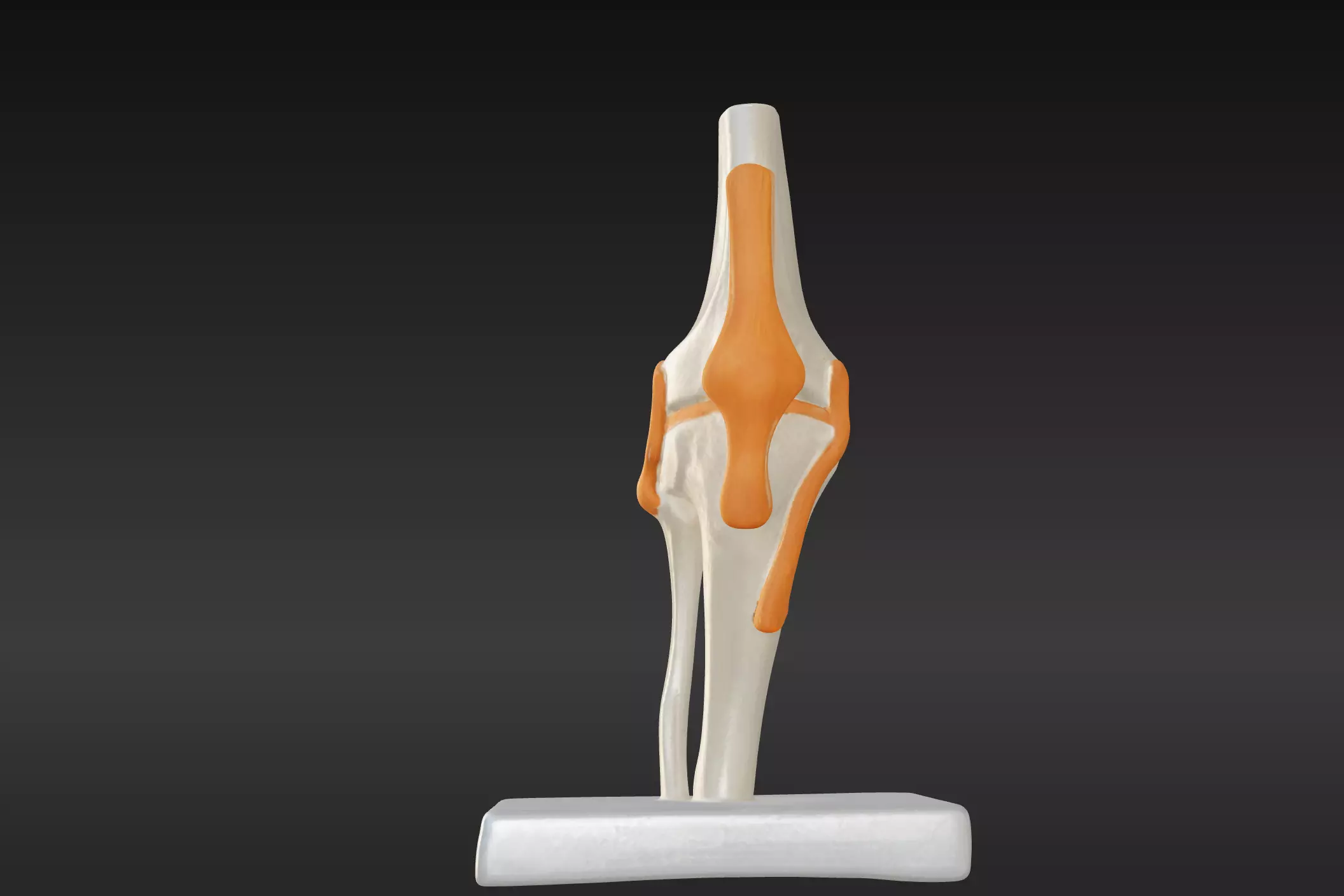 3D Joint Anatomy Model with Stand - lower leg 3D print model
