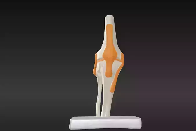 3D Joint Anatomy Model with Stand - lower leg 3D print model
