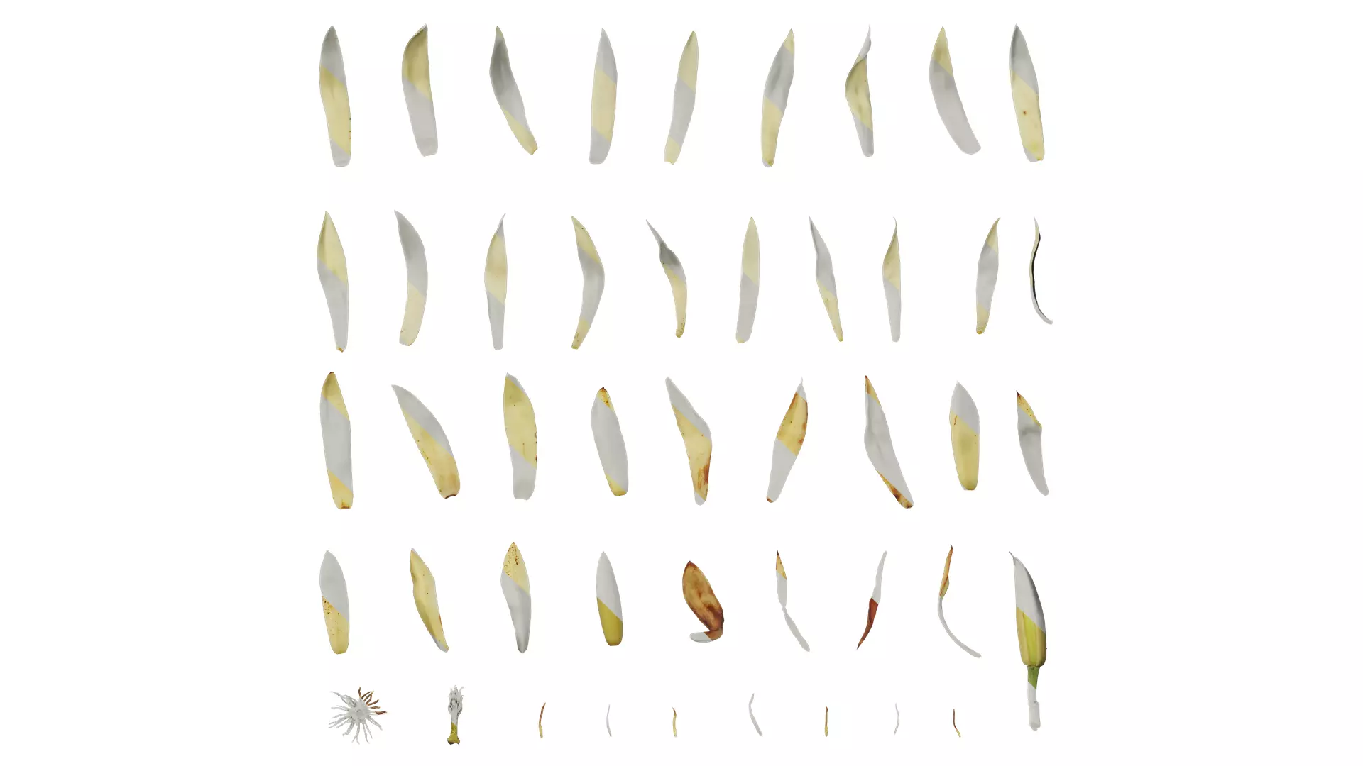 Anydrafts Michelia alba Flower 01 Texture_0