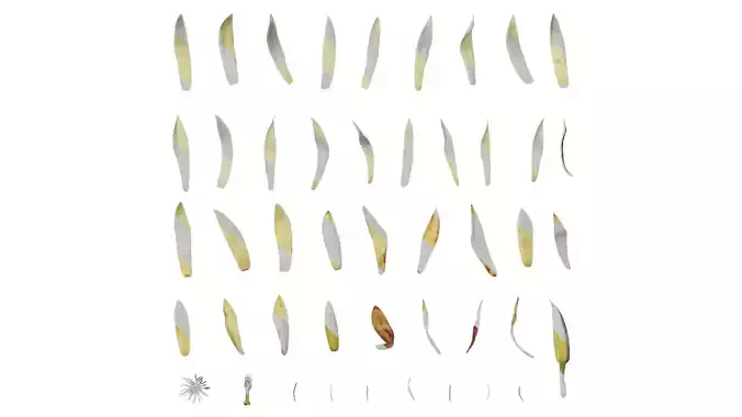 Anydrafts Michelia alba Flower 01