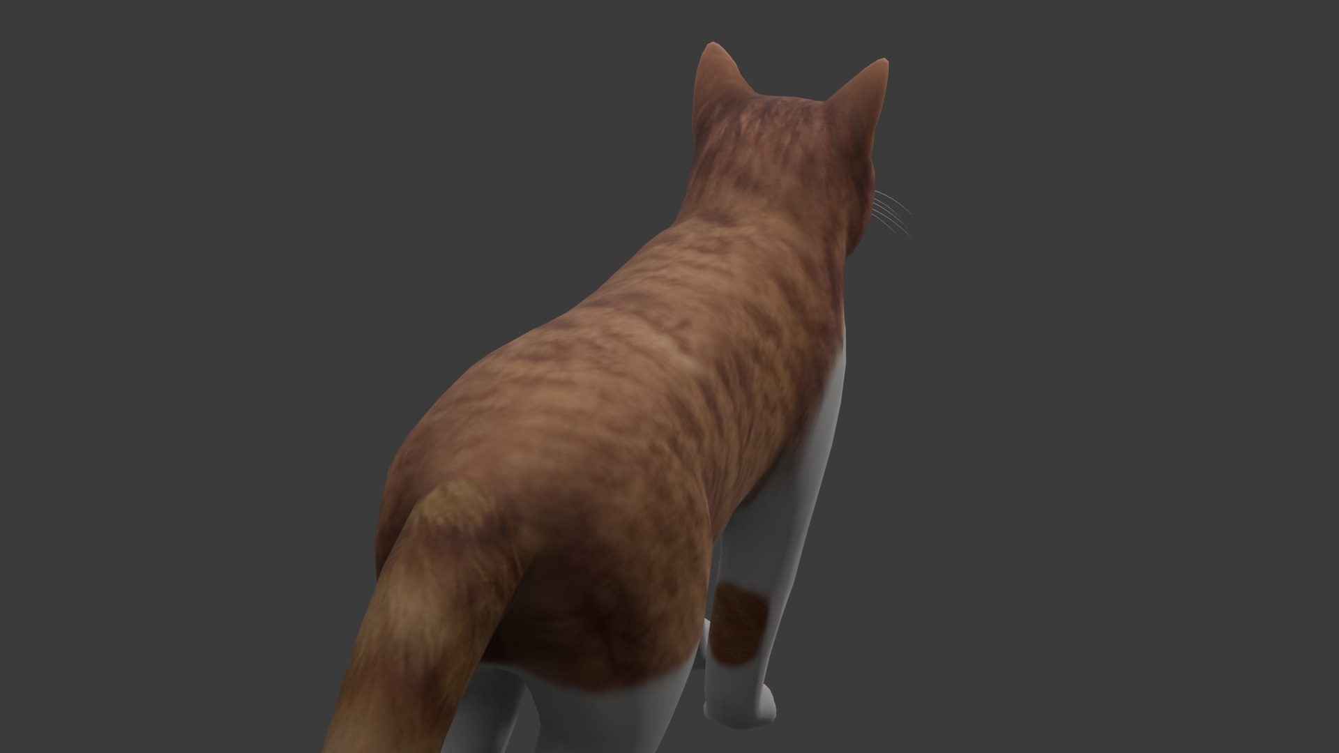Cat model Low-poly 3D model_5