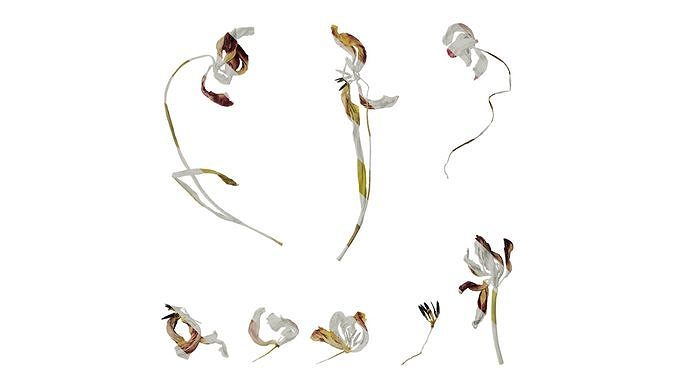 Anydrafts Tulipa gesneriana Atlas 04 Texture