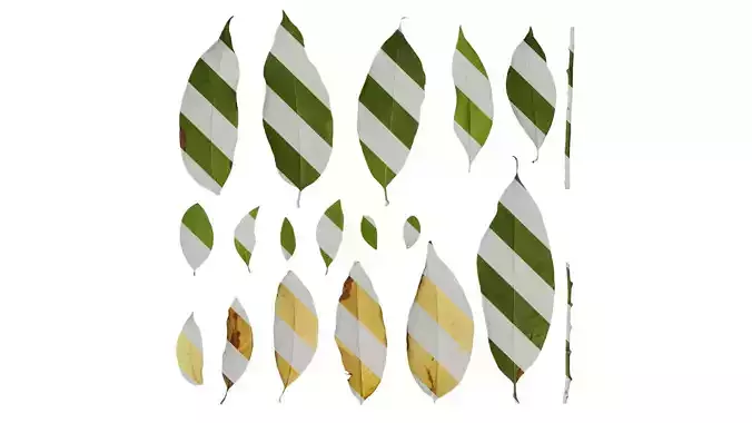 Anydrafts Michelia alba Leaf 03