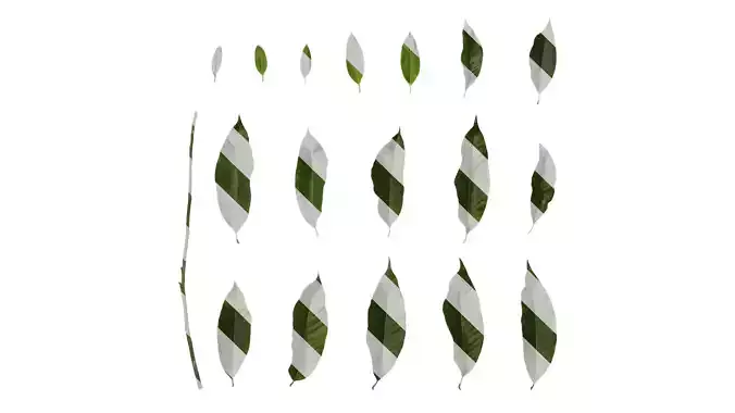 Anydrafts Michelia alba Leaf 08