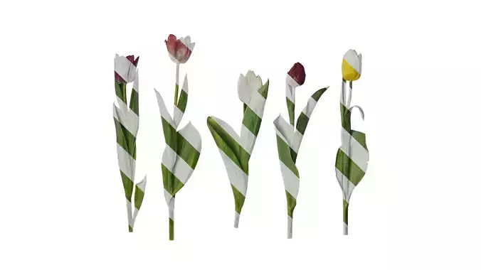 Anydrafts Tulipa gesneriana Atlas 08