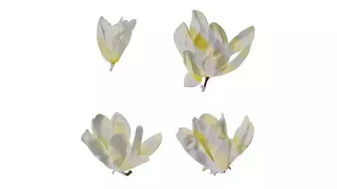 Anydrafts Michelia champaca Flower 01