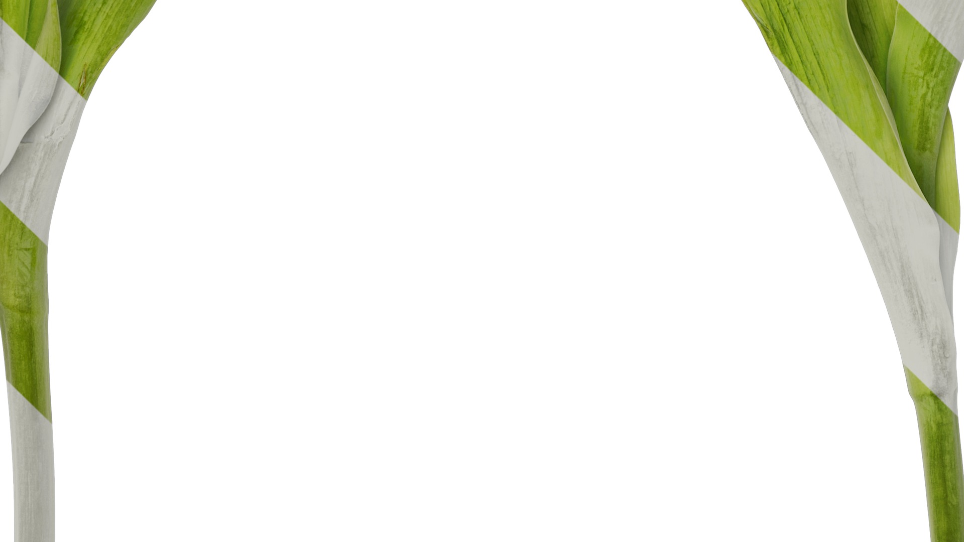 Anydrafts Tulipa gesneriana Atlas 10 Texture_5