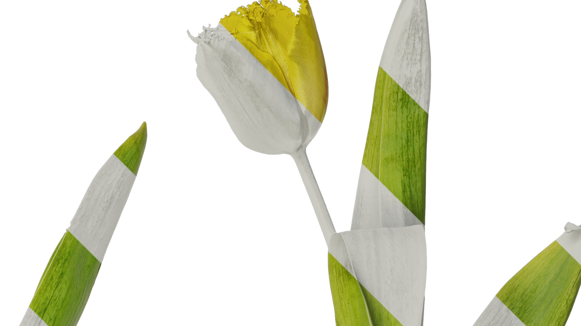 Anydrafts Tulipa gesneriana Atlas 10 Texture_2