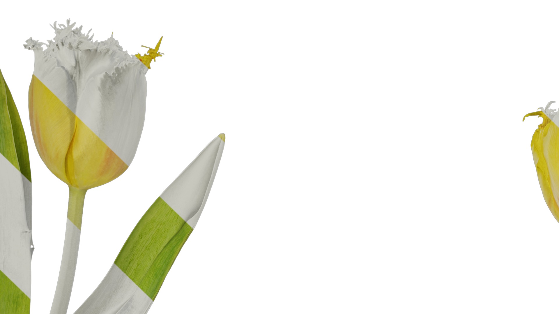 Anydrafts Tulipa gesneriana Atlas 10 Texture_1