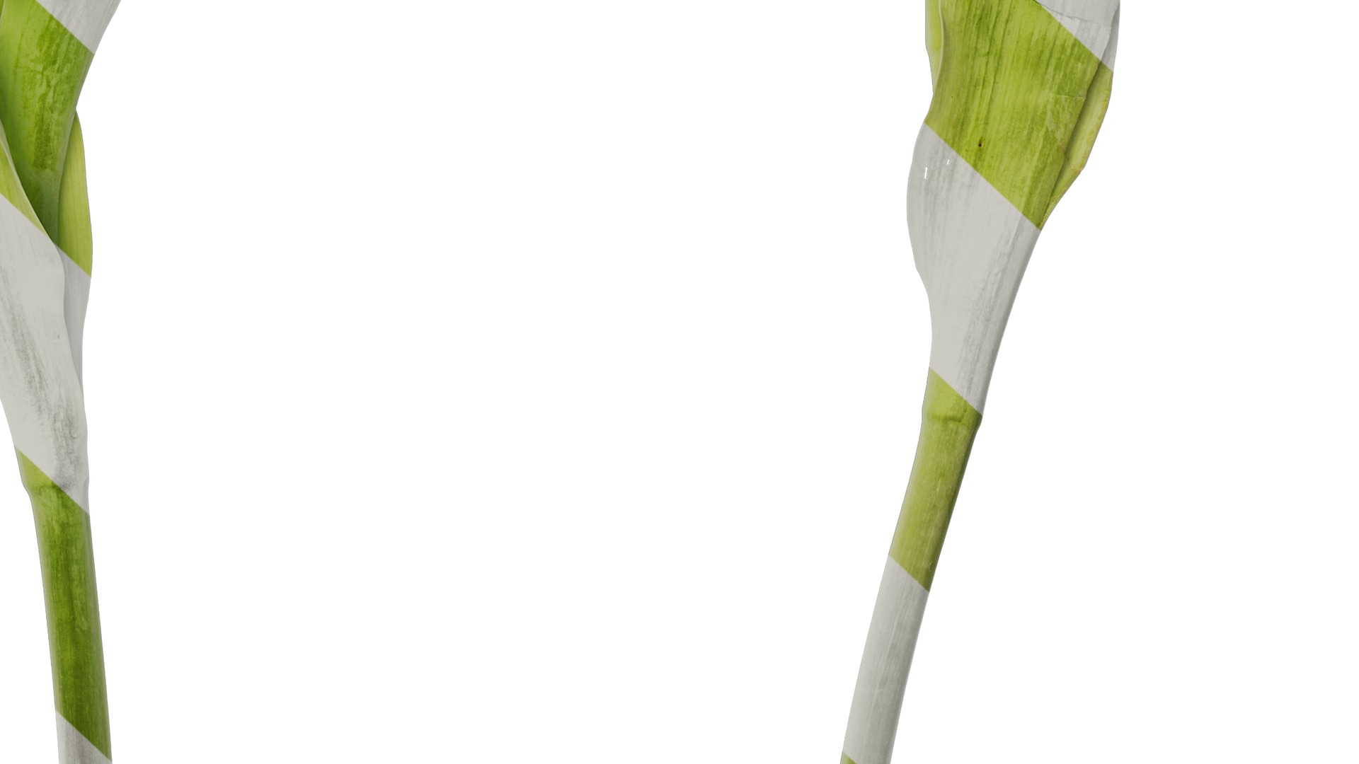 Anydrafts Tulipa gesneriana Atlas 10 Texture_6