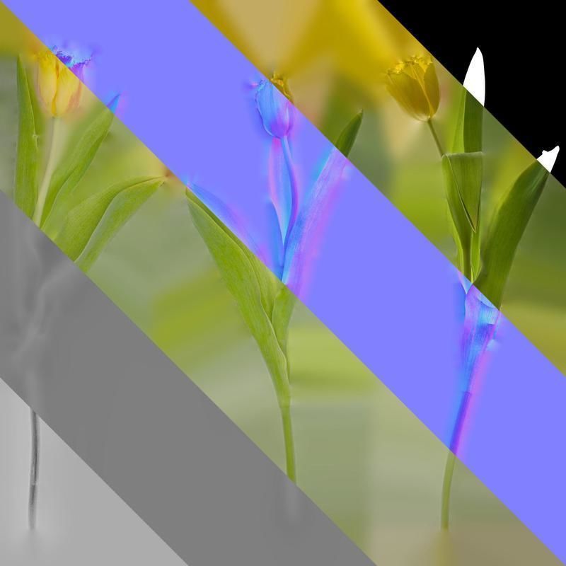 Anydrafts Tulipa gesneriana Atlas 10 Texture_8