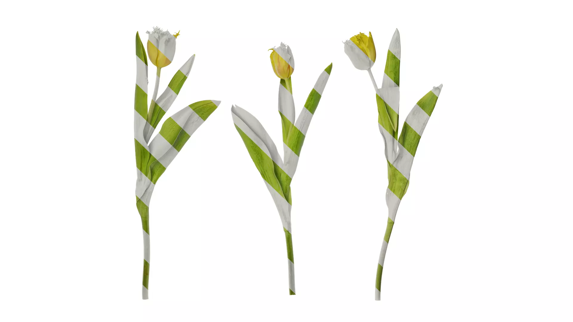 Anydrafts Tulipa gesneriana Atlas 10 Texture_0
