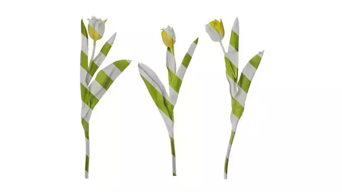 Anydrafts Tulipa gesneriana Atlas 10