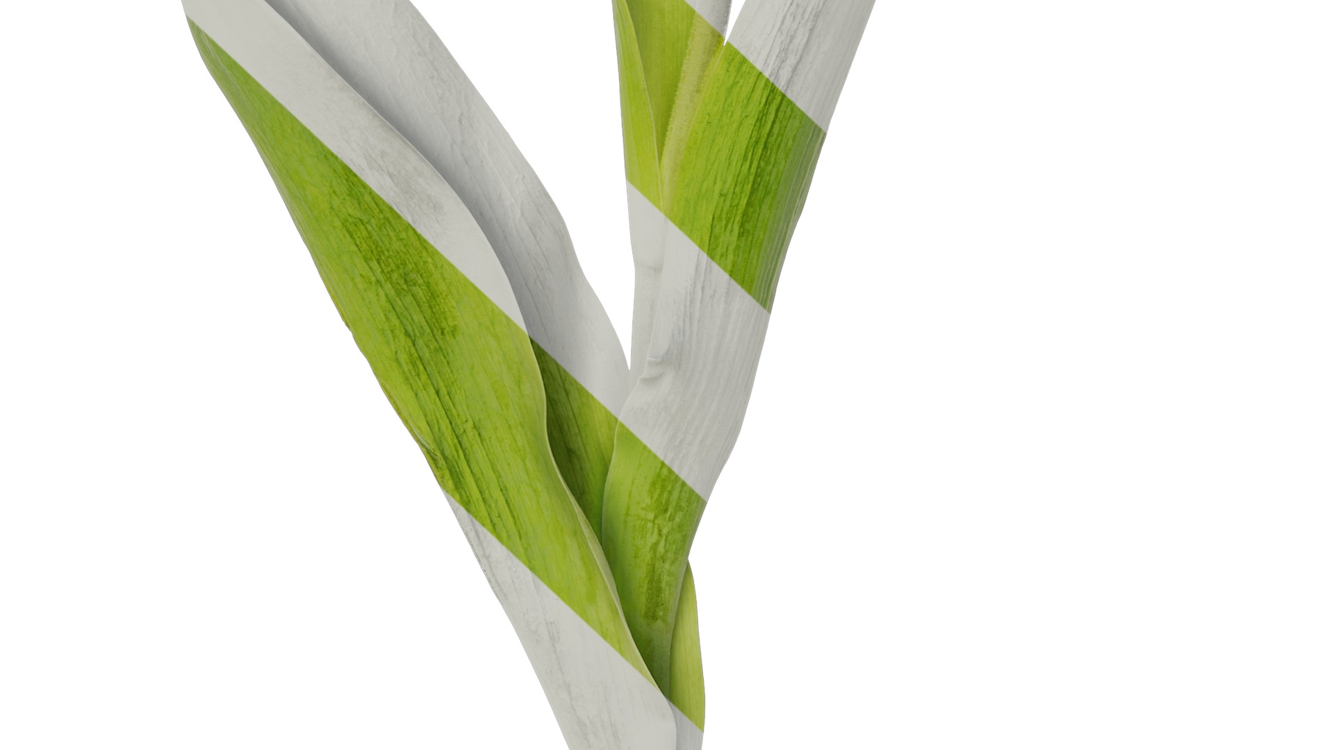 Anydrafts Tulipa gesneriana Atlas 10 Texture_7