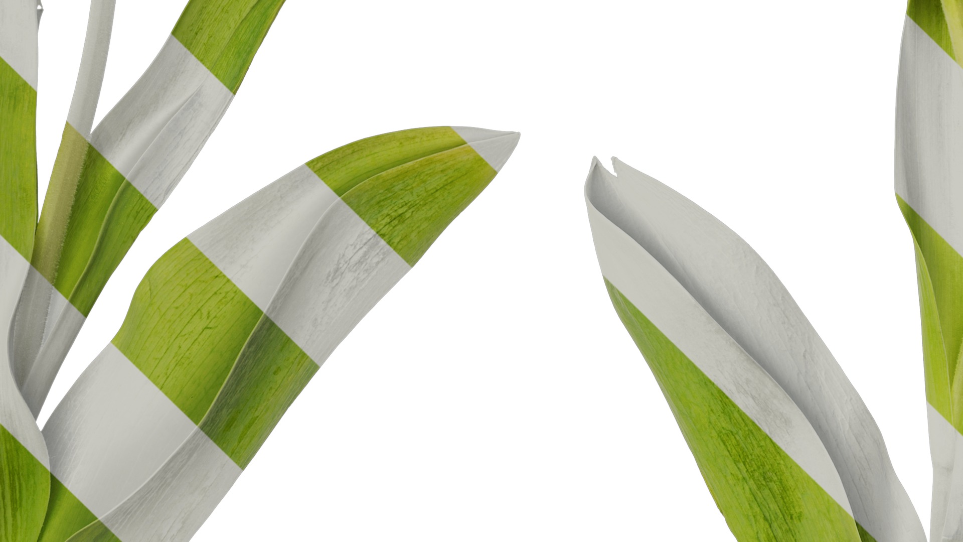 Anydrafts Tulipa gesneriana Atlas 10 Texture_3