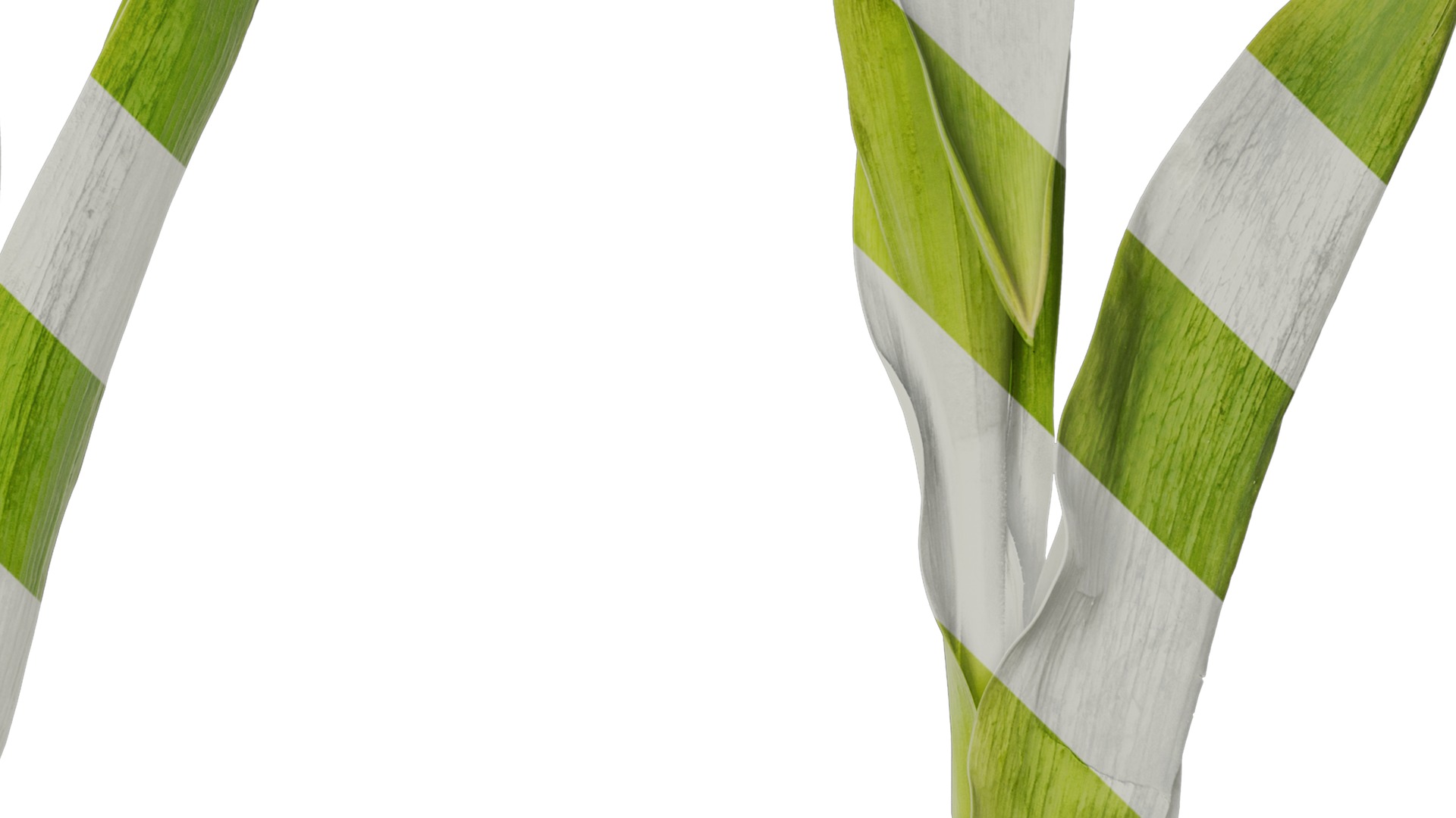 Anydrafts Tulipa gesneriana Atlas 10 Texture_4