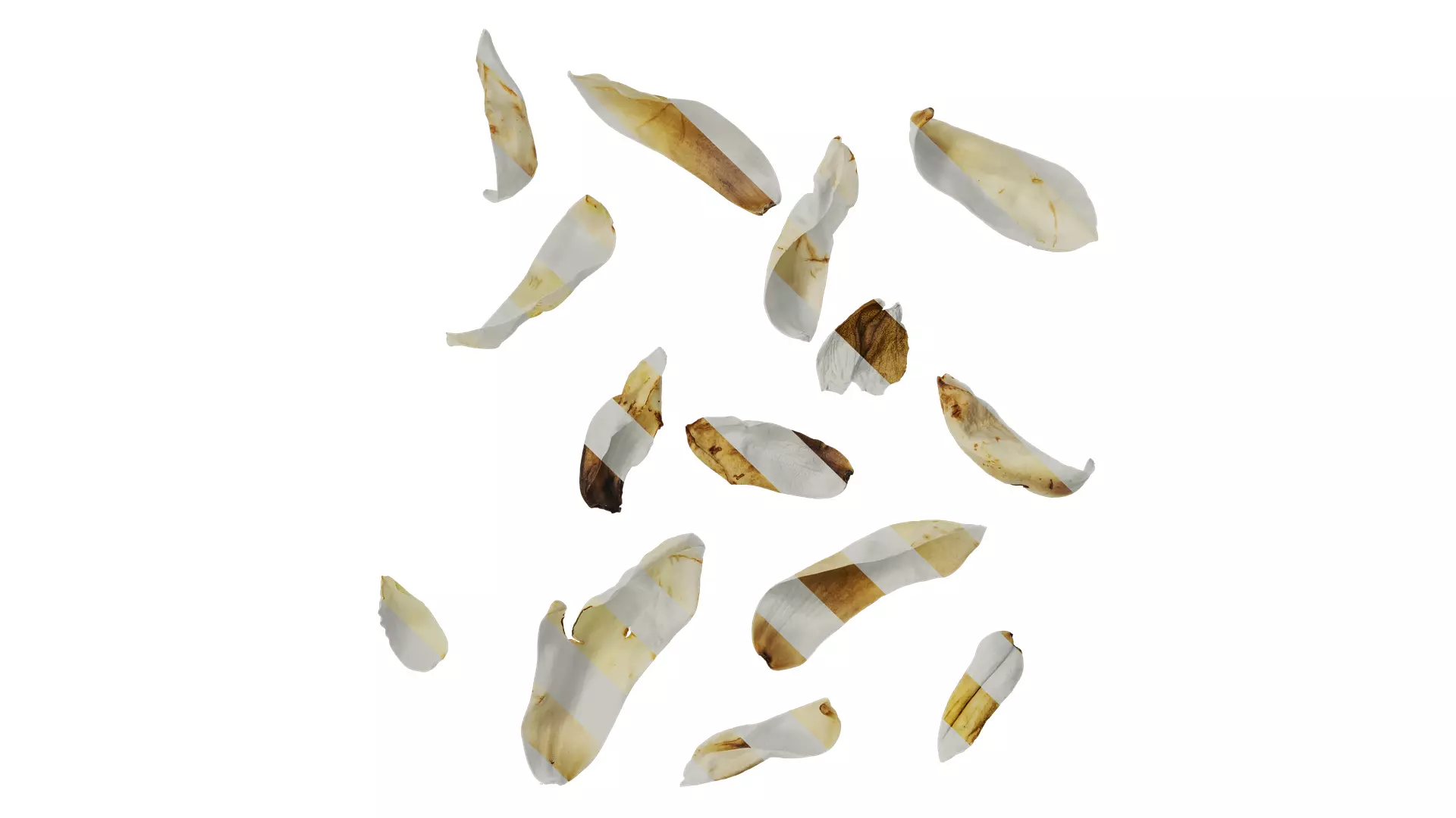 Anydrafts Michelia champaca Flower 02 Texture_0