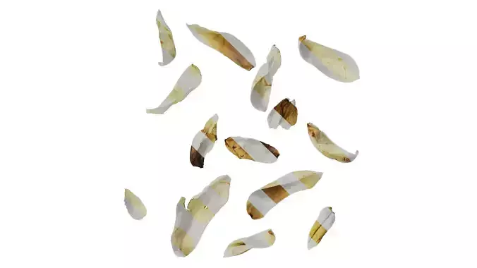 Anydrafts Michelia champaca Flower 02