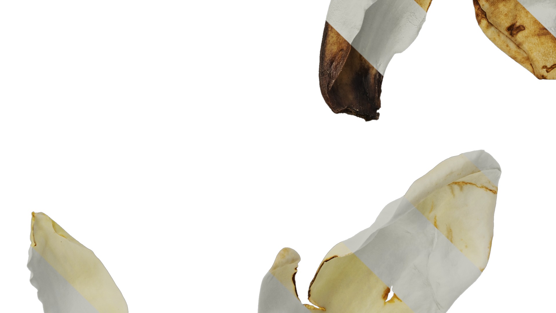 Anydrafts Michelia champaca Flower 02 Texture_5