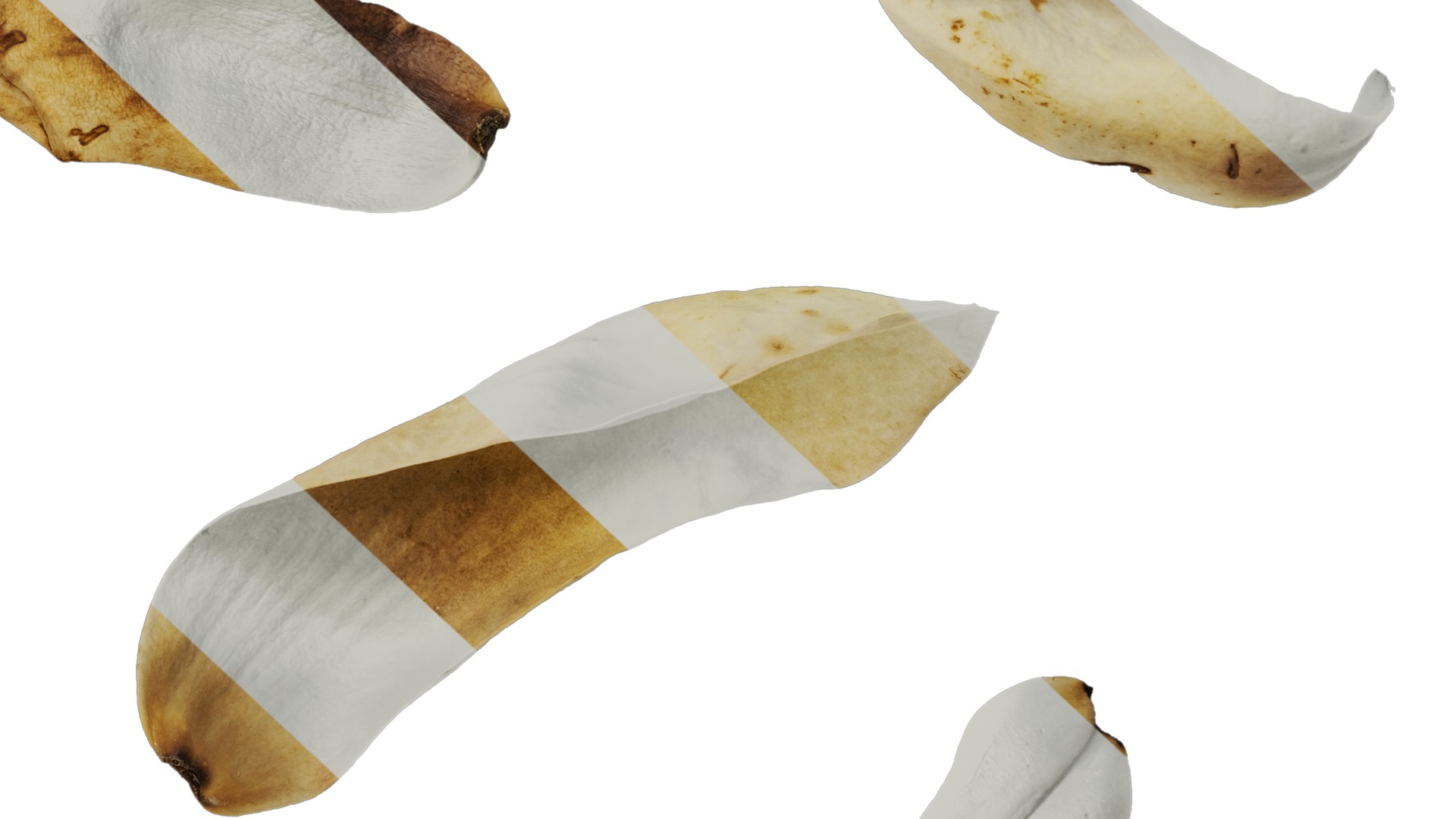 Anydrafts Michelia champaca Flower 02 Texture_6