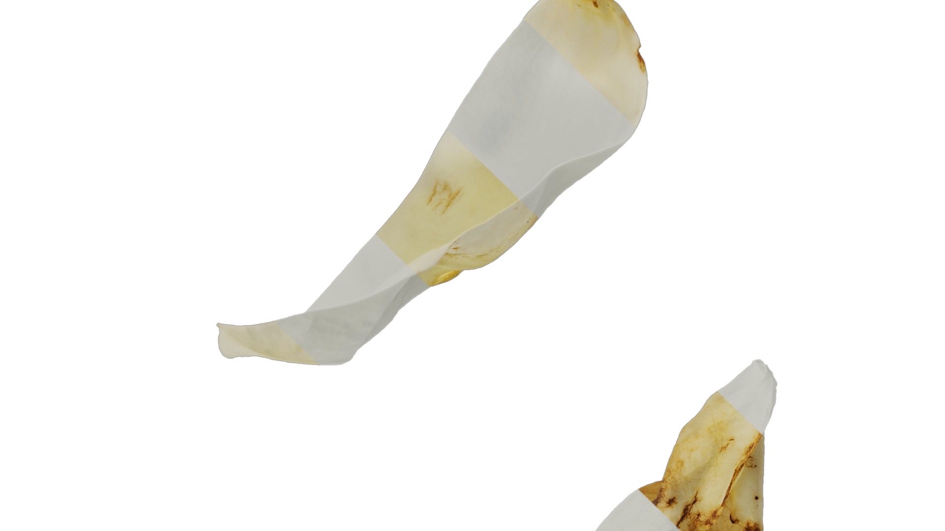 Anydrafts Michelia champaca Flower 02 Texture_3