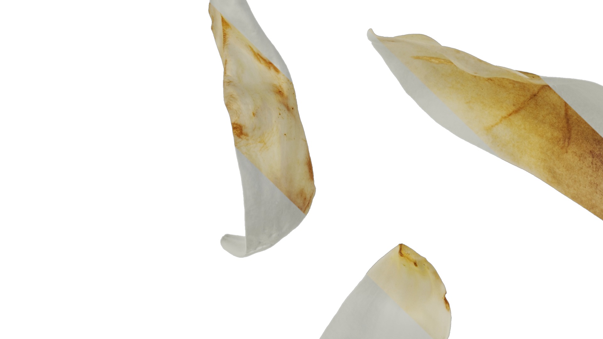 Anydrafts Michelia champaca Flower 02 Texture_1