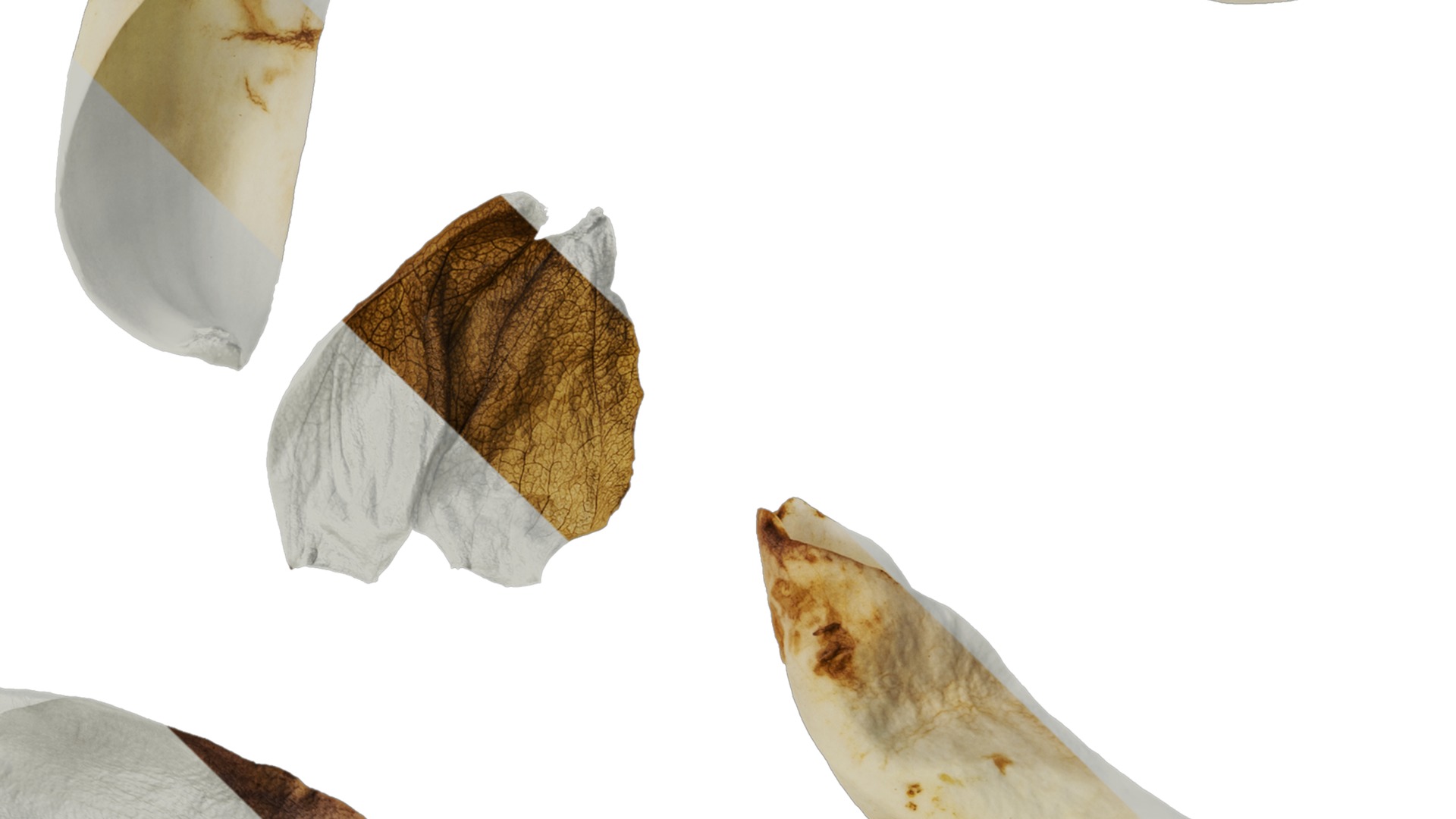 Anydrafts Michelia champaca Flower 02 Texture_4