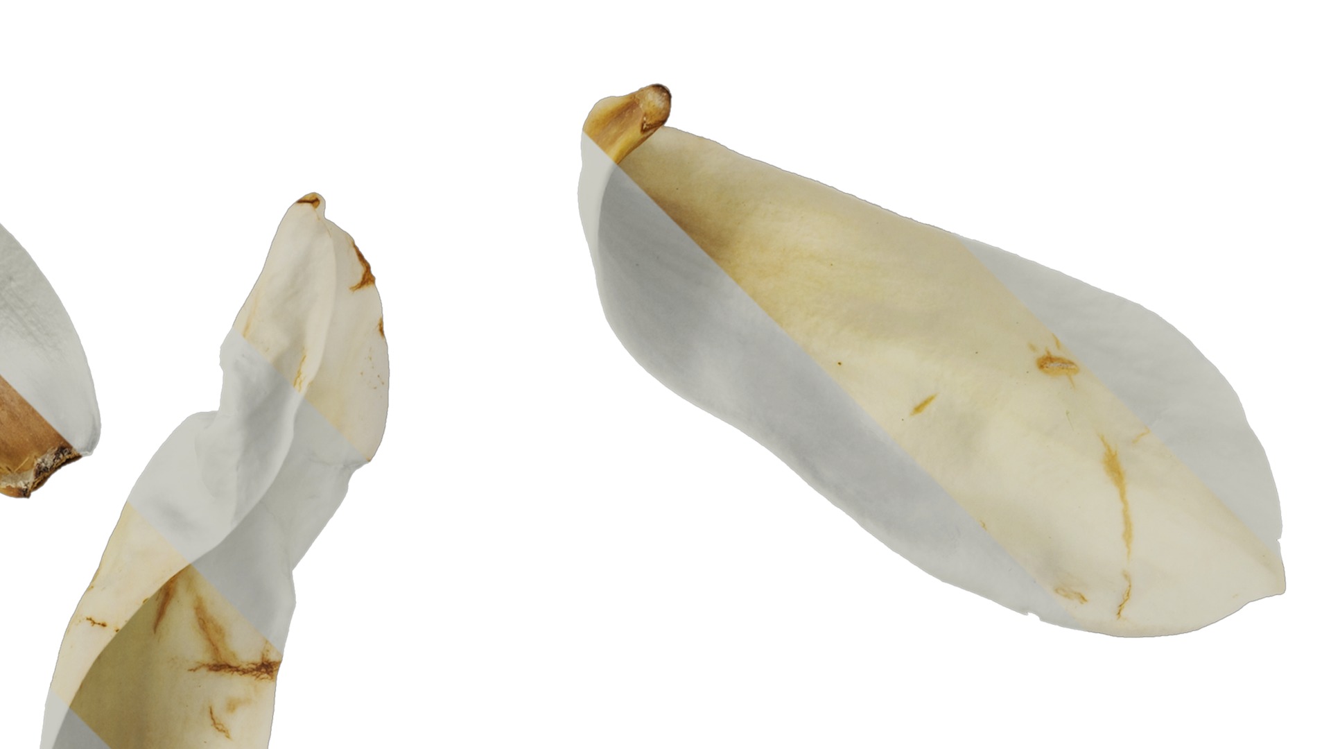 Anydrafts Michelia champaca Flower 02 Texture_2