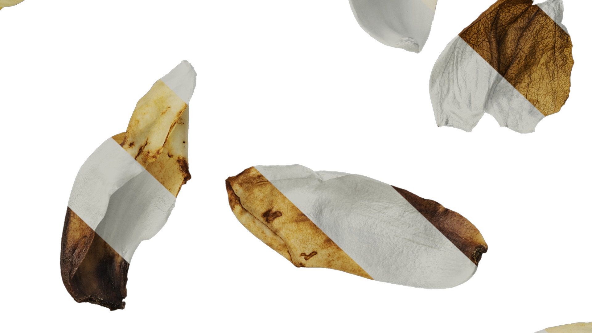 Anydrafts Michelia champaca Flower 02 Texture_7