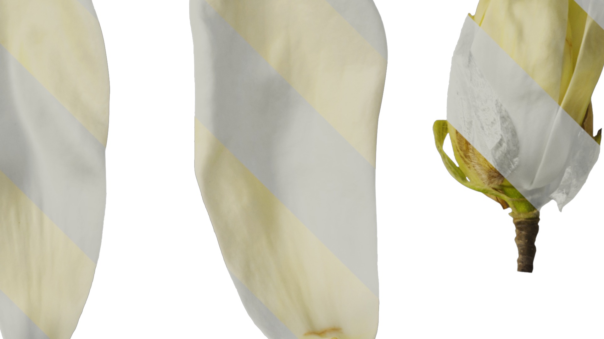 Anydrafts Michelia champaca Flower 03 Texture_2