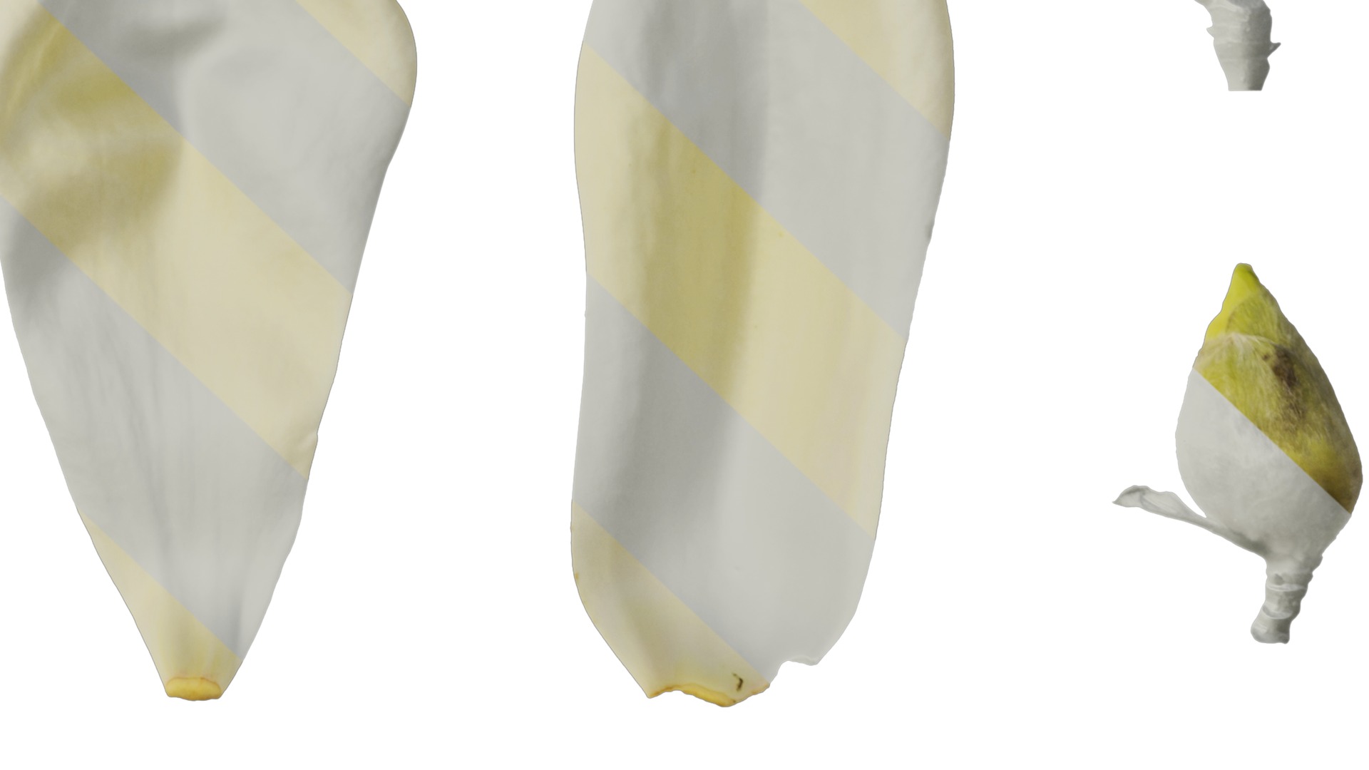 Anydrafts Michelia champaca Flower 03 Texture_6