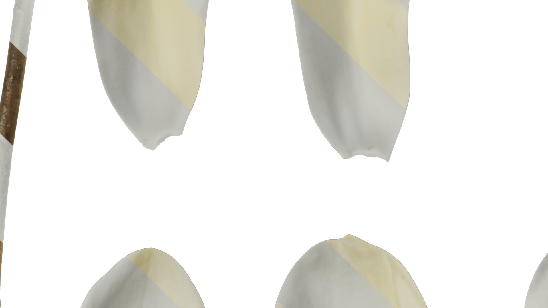 Anydrafts Michelia champaca Flower 03 Texture_3