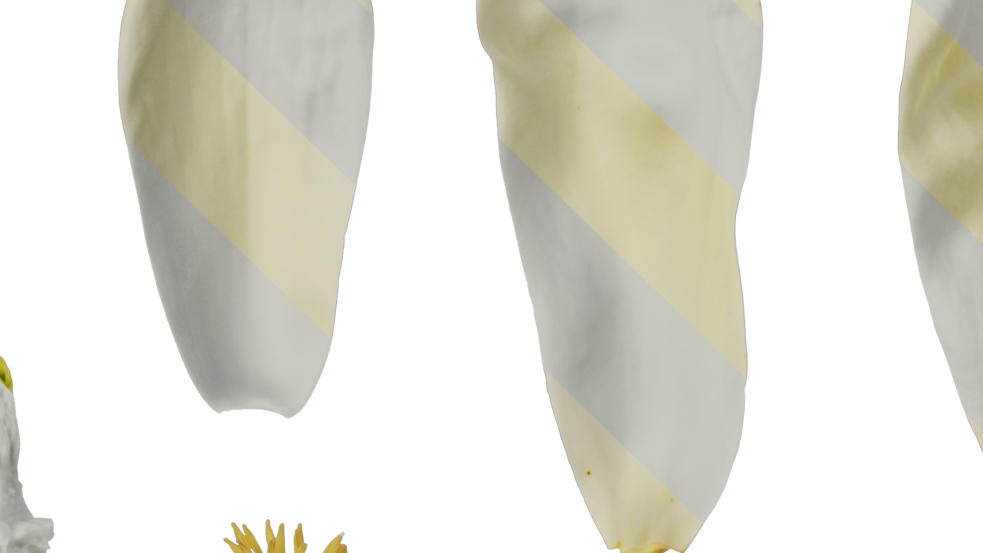 Anydrafts Michelia champaca Flower 03 Texture_5