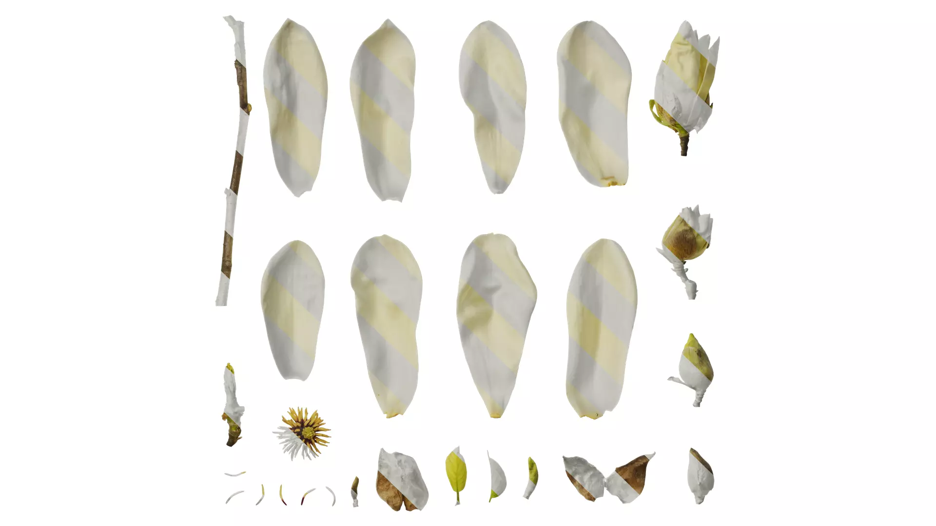 Anydrafts Michelia champaca Flower 03 Texture_0